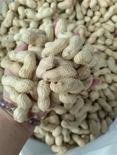 High Quality Blanched Peanuts High Quality Blanched Peanuts
